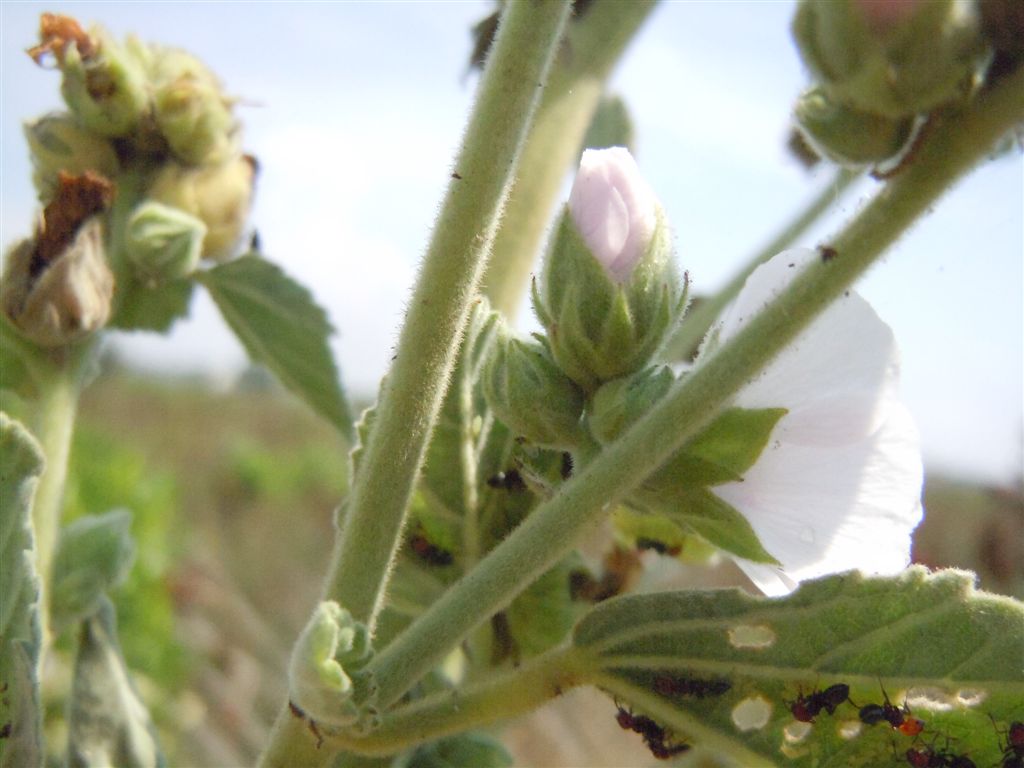 Althaea officinalis / Altea comune